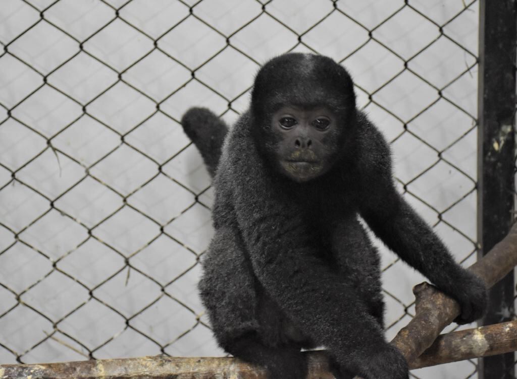 Cortesía: Corporación Autónoma Regional del Alto Magdalena-CAM