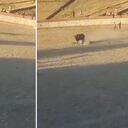 Corrida de toros en Perú