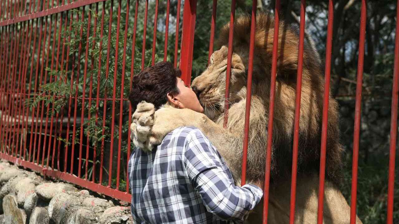Murió Júpiter, el león más querido de Colombia