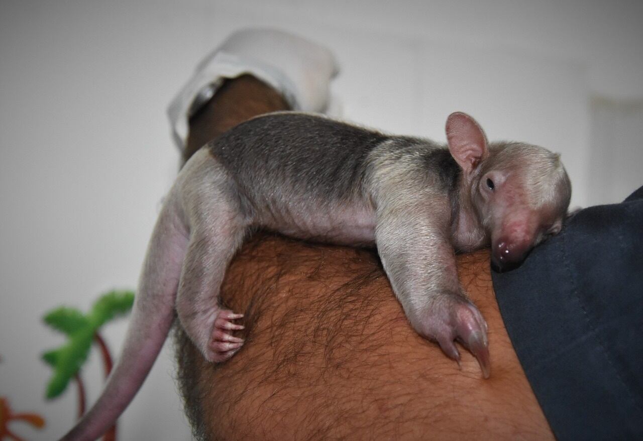 Oso melero bebé rescatado en el Huila
