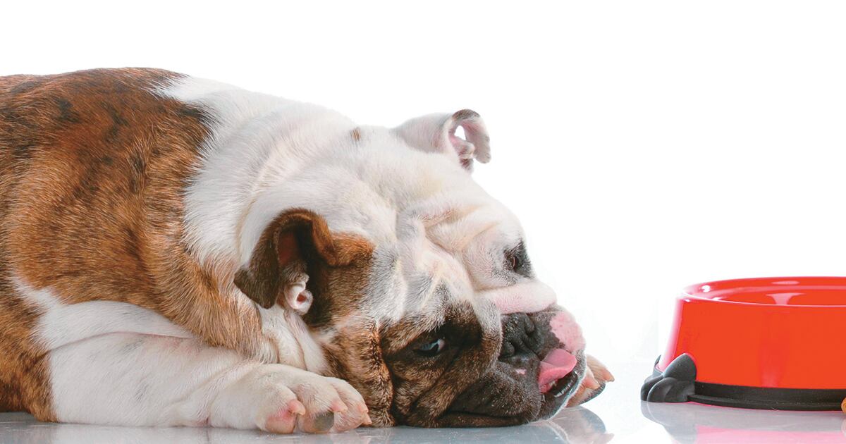 La gastritis es una inflamación de la mucosa gástrica y es, sin duda alguna, una de las consultas más frecuentes en la clínica de pequeñas especies.