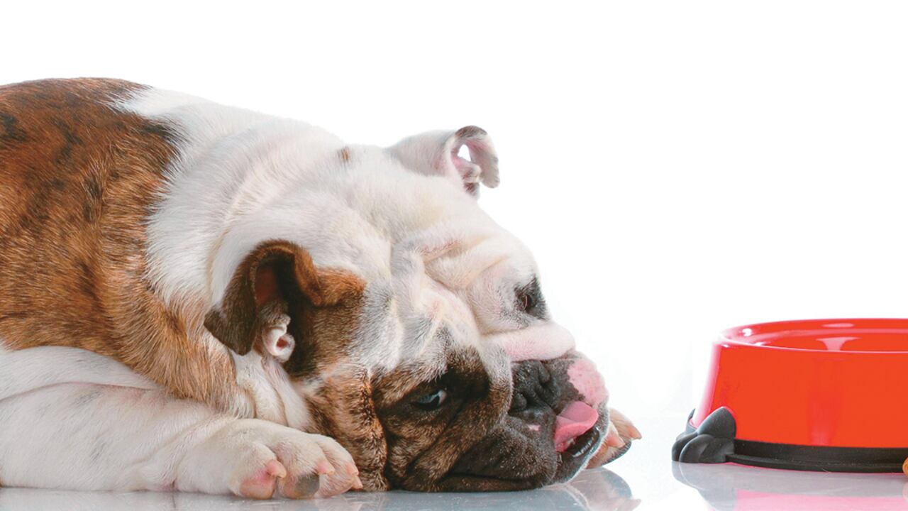 La gastritis es una inflamación de la mucosa gástrica y es, sin duda alguna, una de las consultas más frecuentes en la clínica de pequeñas especies.