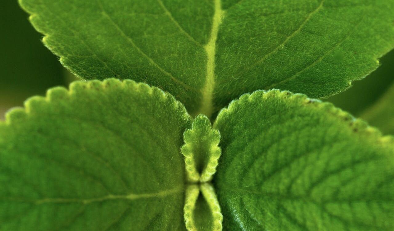 El boldo es usado de manera medicinal entre las comunidades indígenas