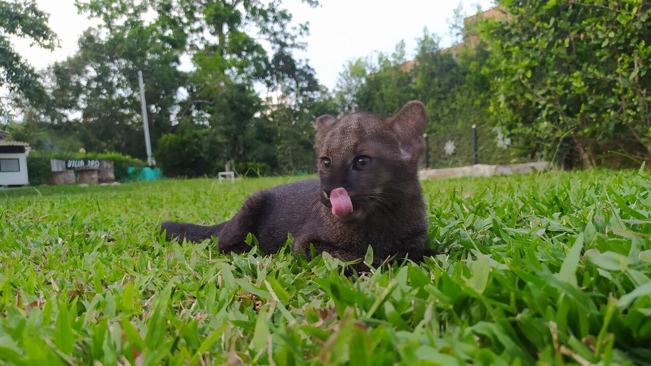 El hecho de no tener a la mamá en su primera etapa de vida hizo que el sistema inmune y el metabolismo de este felino no funcionaran al 100 %. Sale adelante con el acompañamiento de Héroes al Rescate Animal.