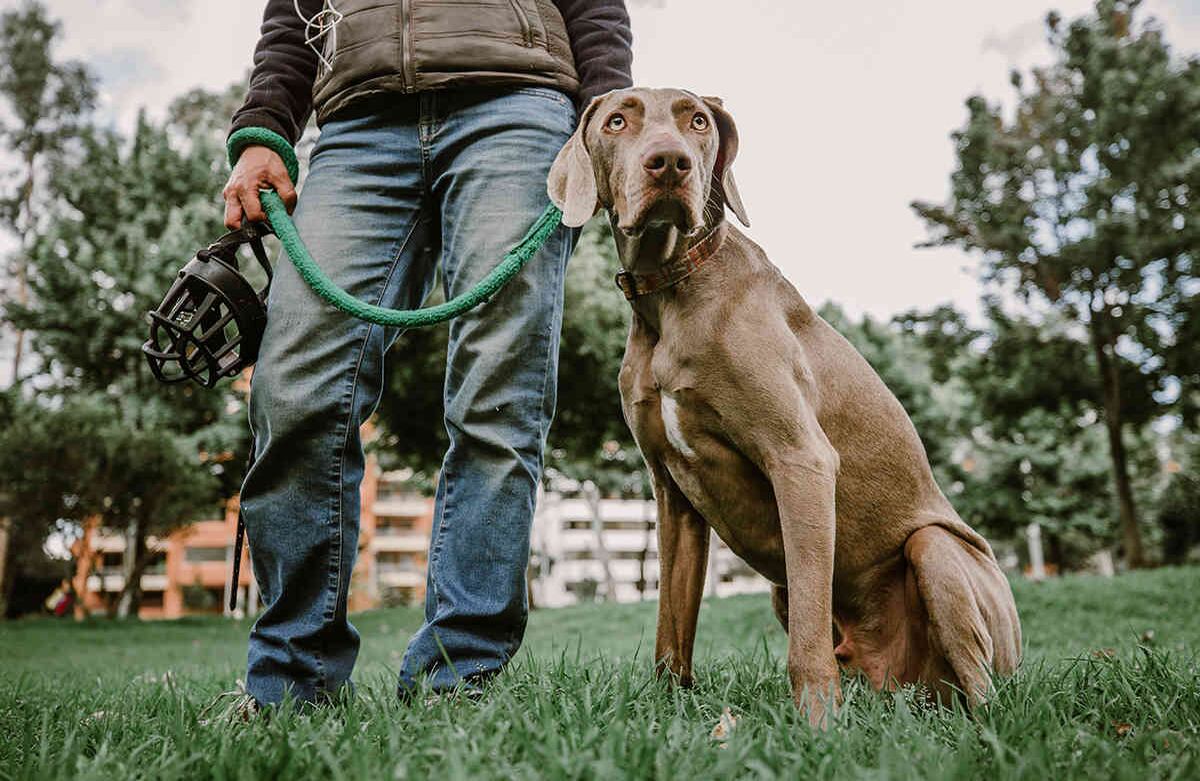 Soy Fidel y tengo dos años y medio. Saco a mi ama, Carolina, en la mañana y a mi papá en la tarde. Me encanta correr y comer las cosas que encuentro por ahí. Karen Salamanca-SEMANA