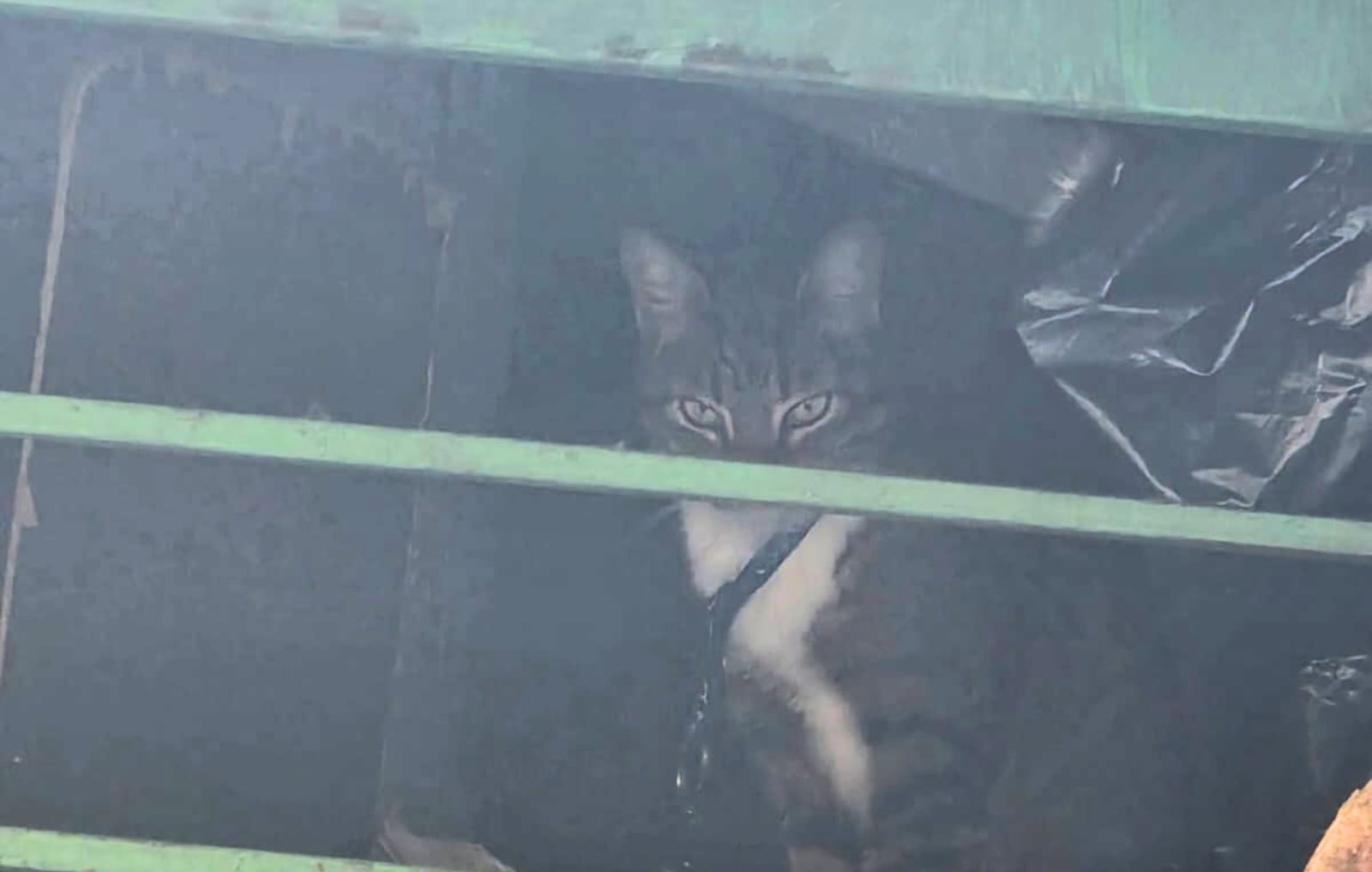 Autoridades de Bogotá rescataron a 32 animales.
