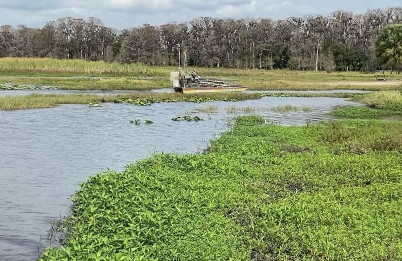 Un paseo en 'Airboat' por los Everglades permite observar la vida silvestre en la zona