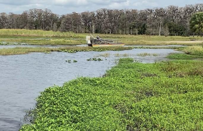 Un paseo en 'Airboat' por los Everglades permite observar la vida silvestre en la zona