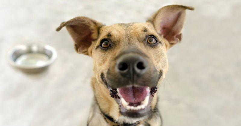 Tenga en cuenta el tipo de arroz que puede consumir su perro como parte de la su dieta.