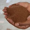 Los granos de teff son tan pequeños como las semillas de amapola.