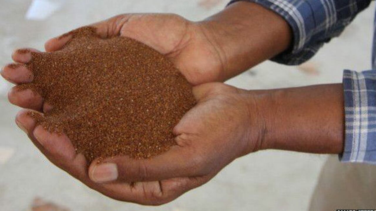 Los granos de teff son tan pequeños como las semillas de amapola.