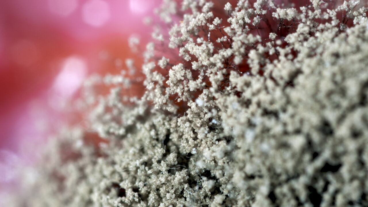 Strawberries grown in close-up on top of mold.