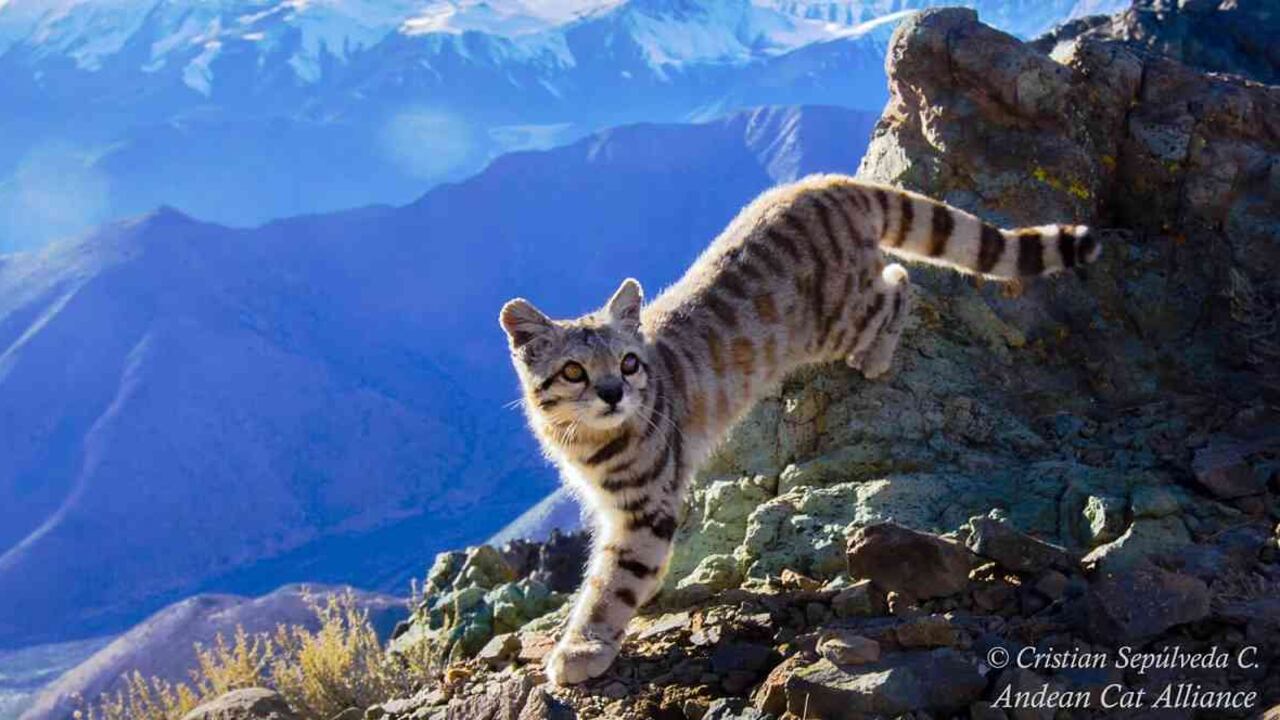 El gato andino es un animal escaso y también sagrado de la Cordillera de Los Andes. Foto: Cristian Sepúlveda