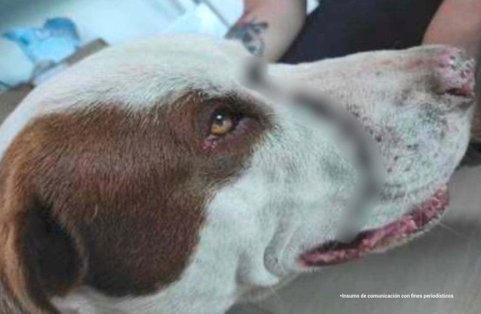 Un hombre fue condenado a seis meses de prisión por herir a este perro con unas tijeras en un ojo.