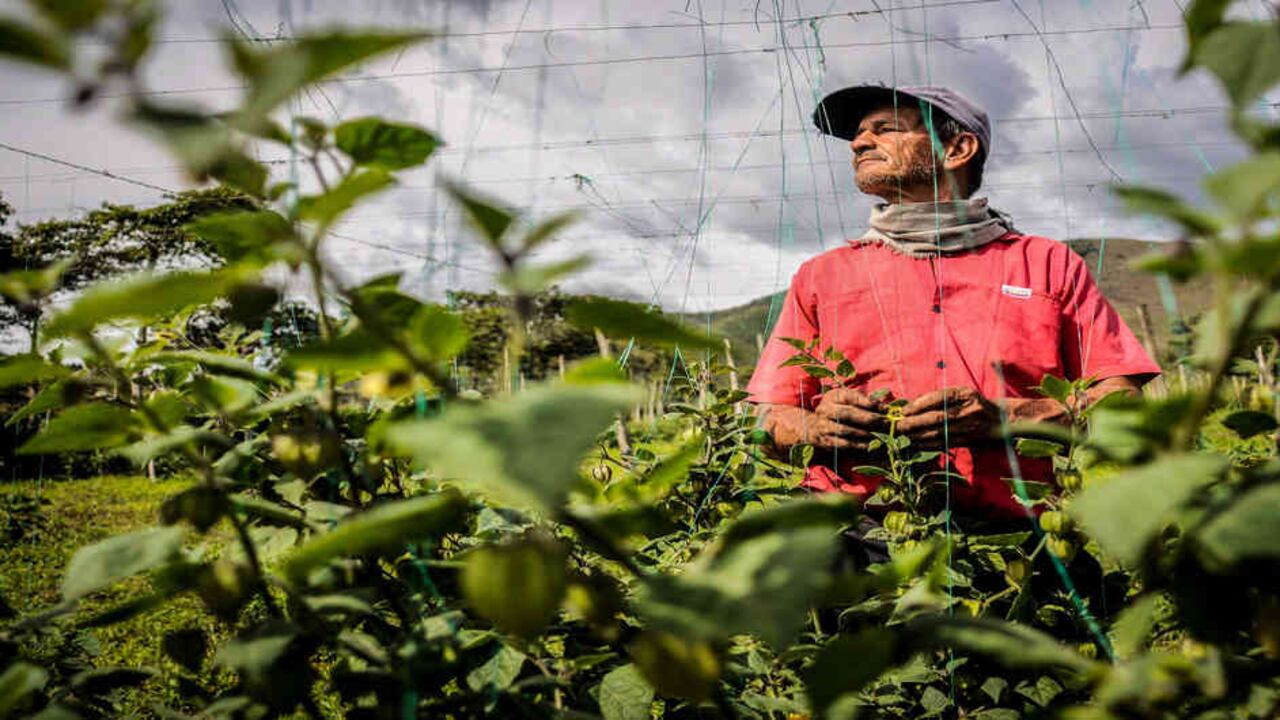 El ICA ha certificado gratuitamente 871 predios en 20 departamentos para la producción de frutas y hortalizas.