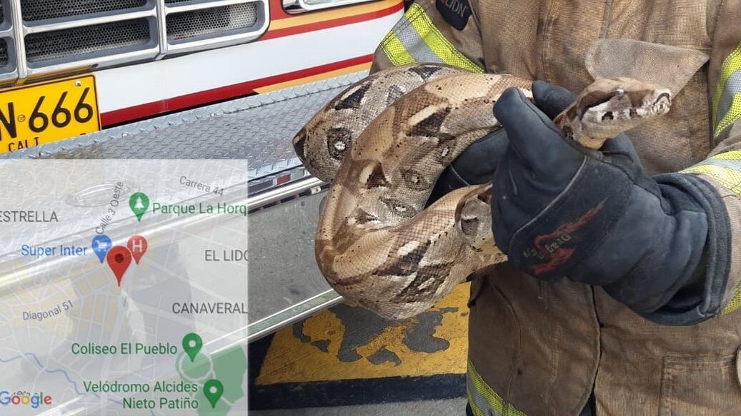 Impresionante: una boa constrictor apareció en la Buitrera en Cali; el animal habría sido domesticado.