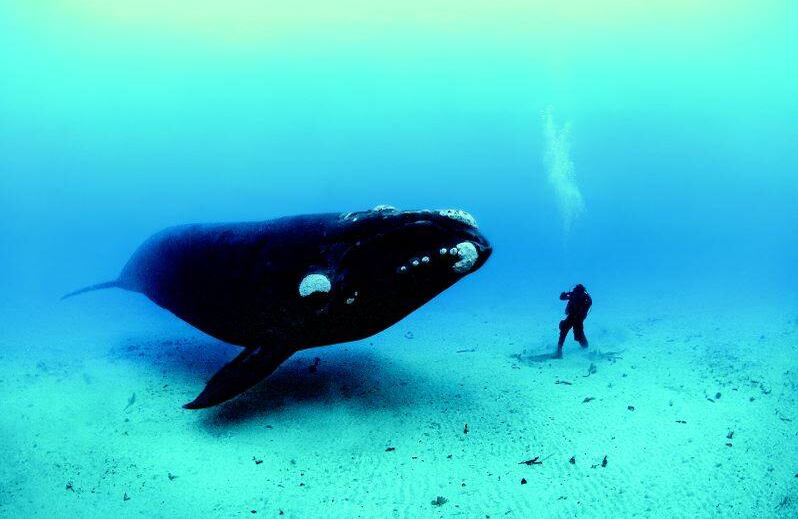 Ésta ballena de 45 pies de largo y 70 toneladas de peso nadó en repetidas ocasiones a solo pulgadas de Brian Skerry y su asistente Mauricio Handler. Ésta área protegida de las Islas Auckland incluye una población de ballenas francas australes en recuperación que se estima sobrepasa los 1.000 animales (Nueva Zelanda, 2007). FOTO: Brian Skerry/National Geographic