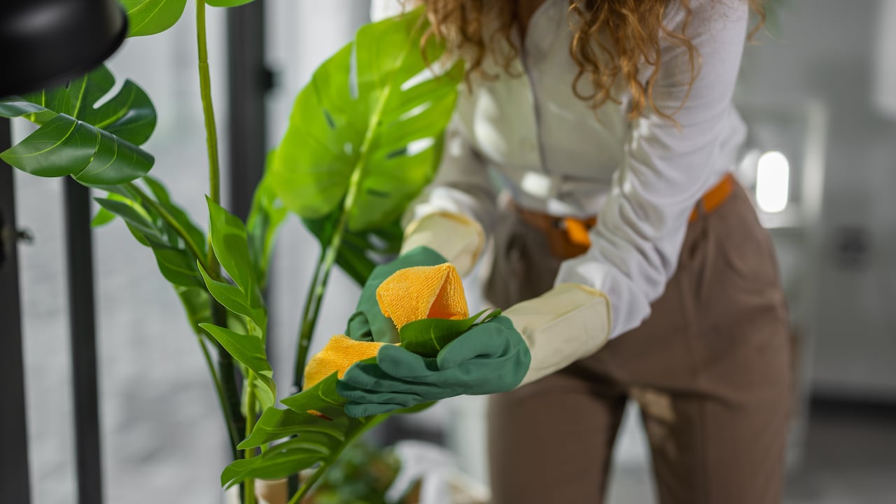 Hay un truco casero para quelas hojas de sus plantas verdes permanezcan brillantes