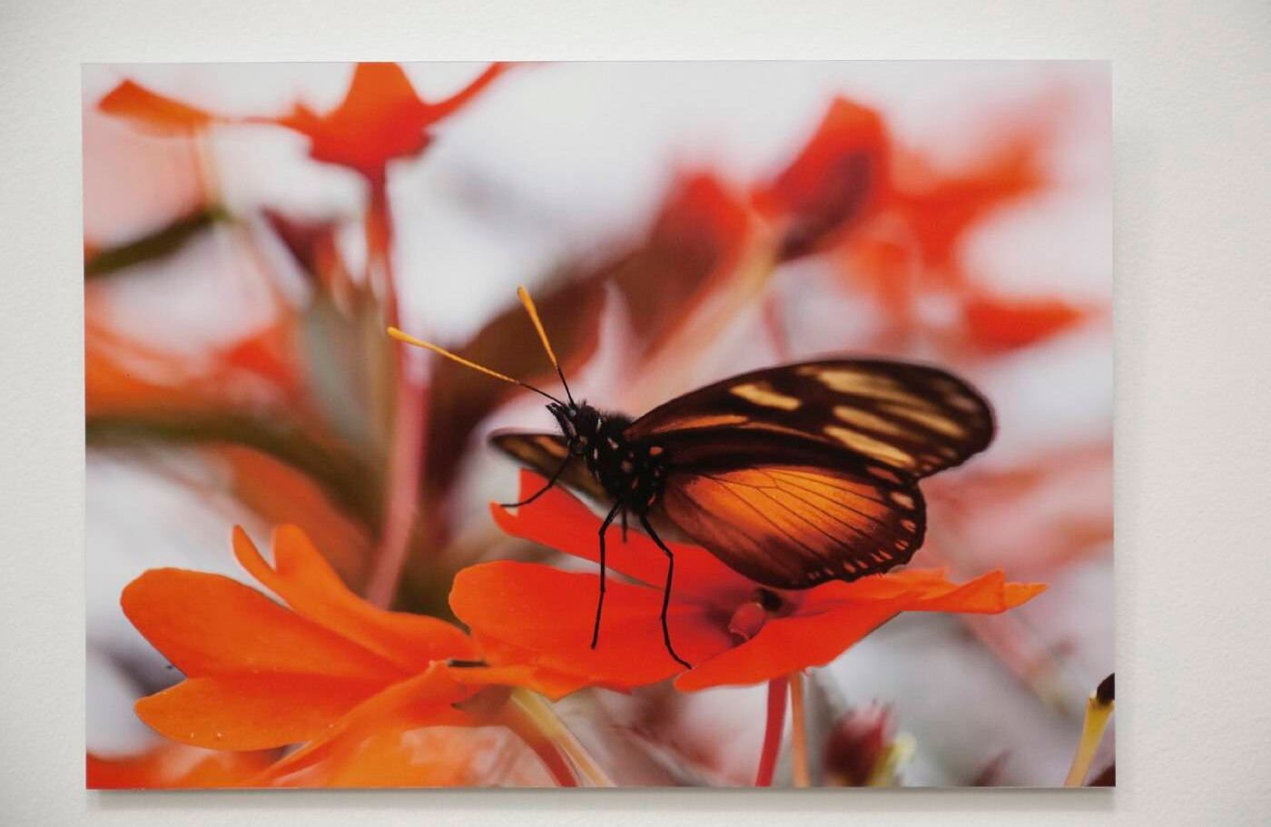 Acá se puede ver una de las fotografías de Catalina Londoño Carter. Se trata de una Eueides Procula, de la familia Nymphalaide.