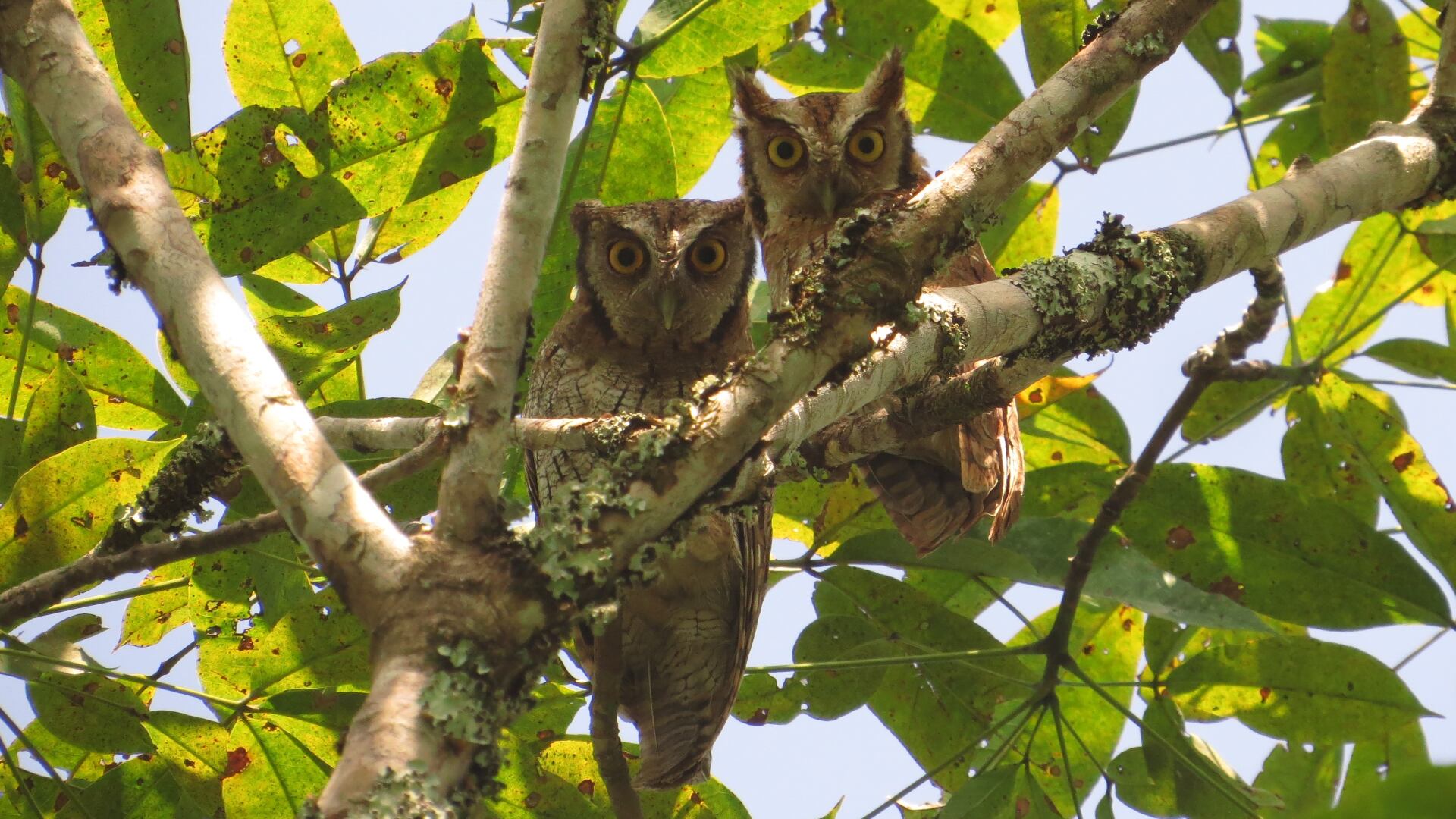 Aves currucutú en dosel de caucho.