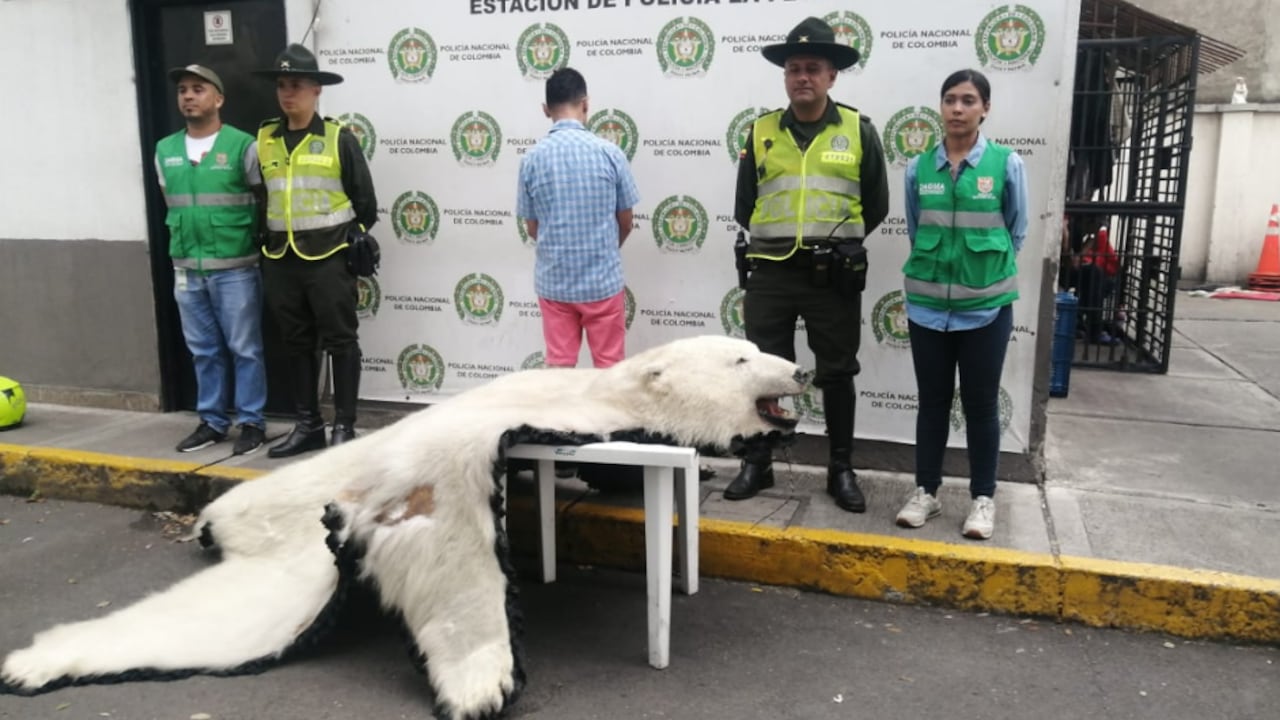 Piel de oso polar hallado en Cali.