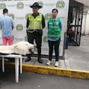 Piel de oso polar hallado en Cali.