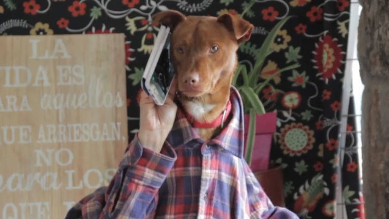 Facebook Los acogidos de Lidia. Perros en adopción - Madrid