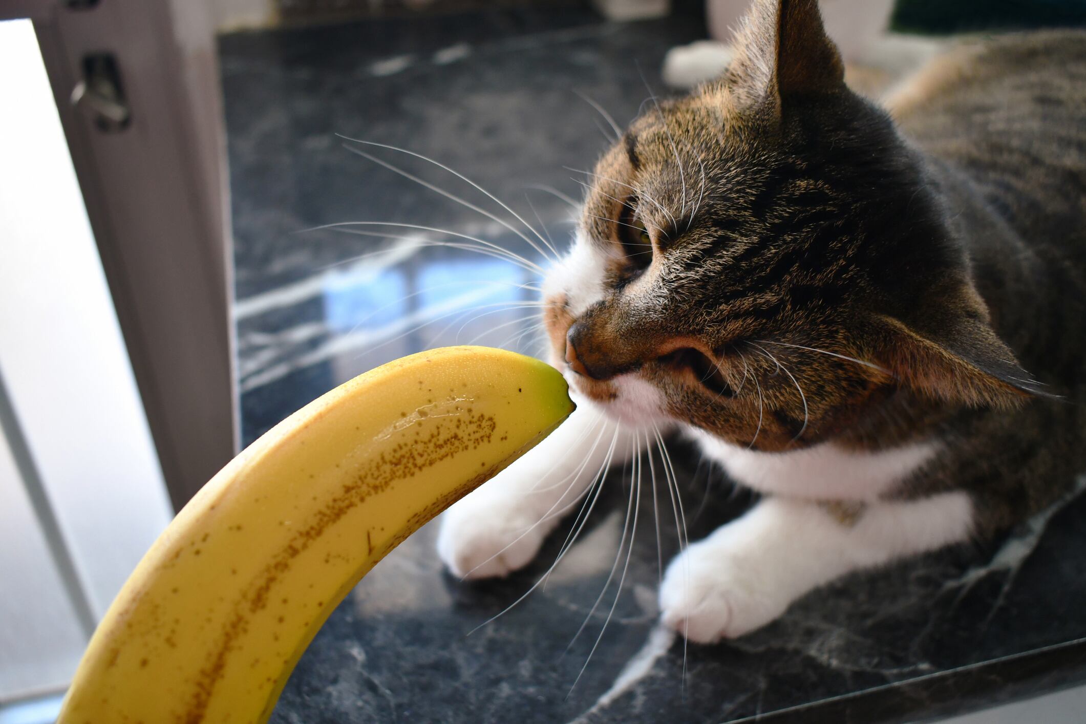 Gato- banano