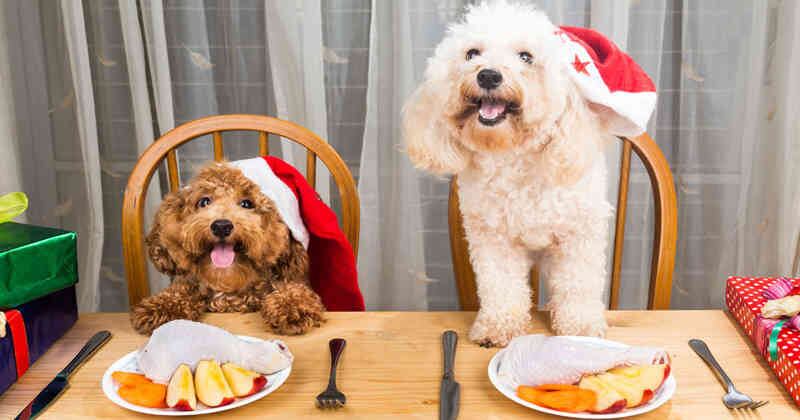 Hacer planes con otras personas que tienen perros es una  alternativa para pasar el rato con su mascota en Navidad
