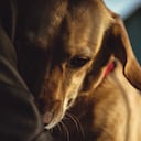 Métodos para ayudar a los perros a calmar el miedo