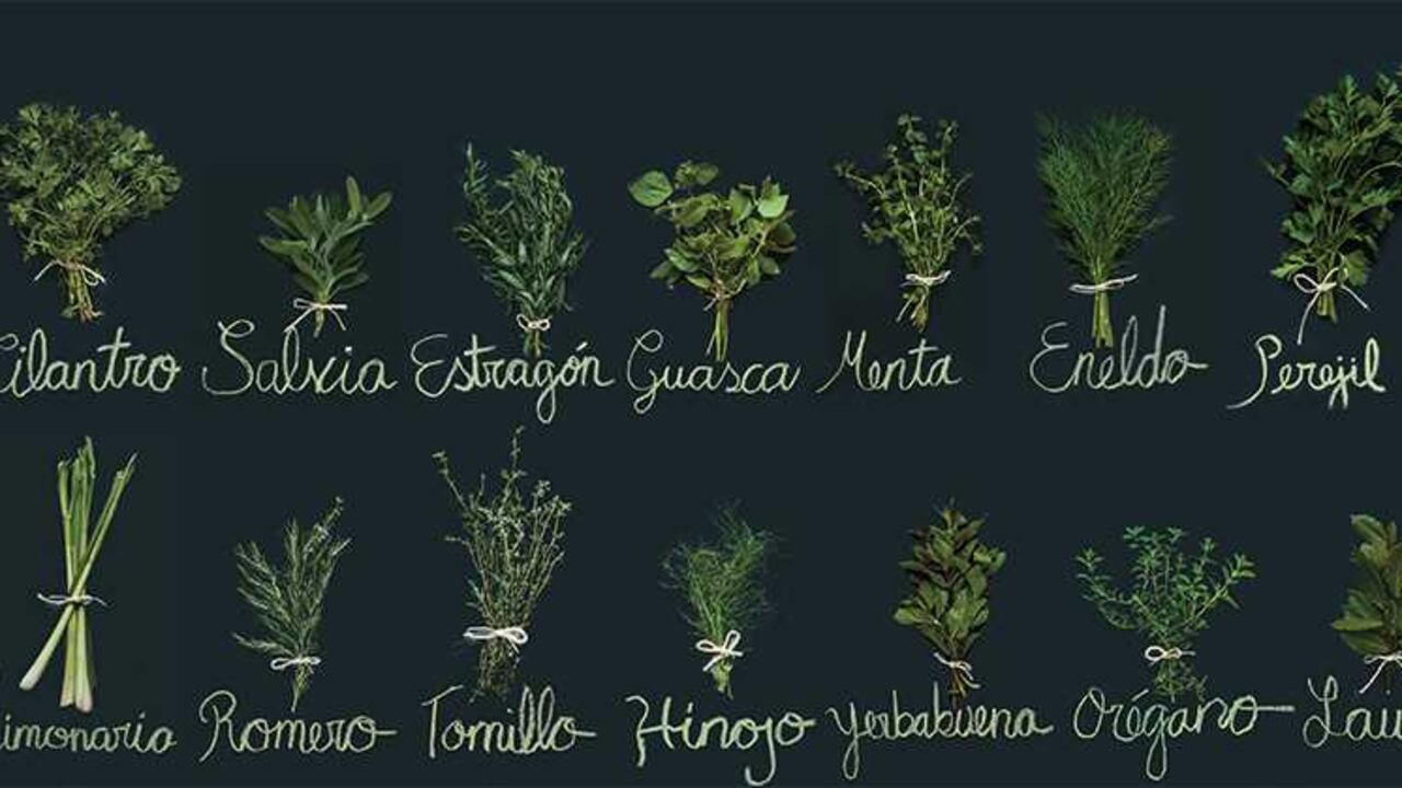 La albahaca contiene propiedades terapéuticas que alivian los malestares del sistema nervioso, como el estrés.