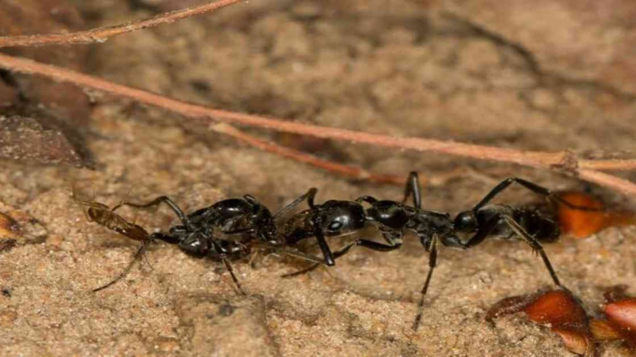 Hormiga megaponera examina las heridas de su compañera