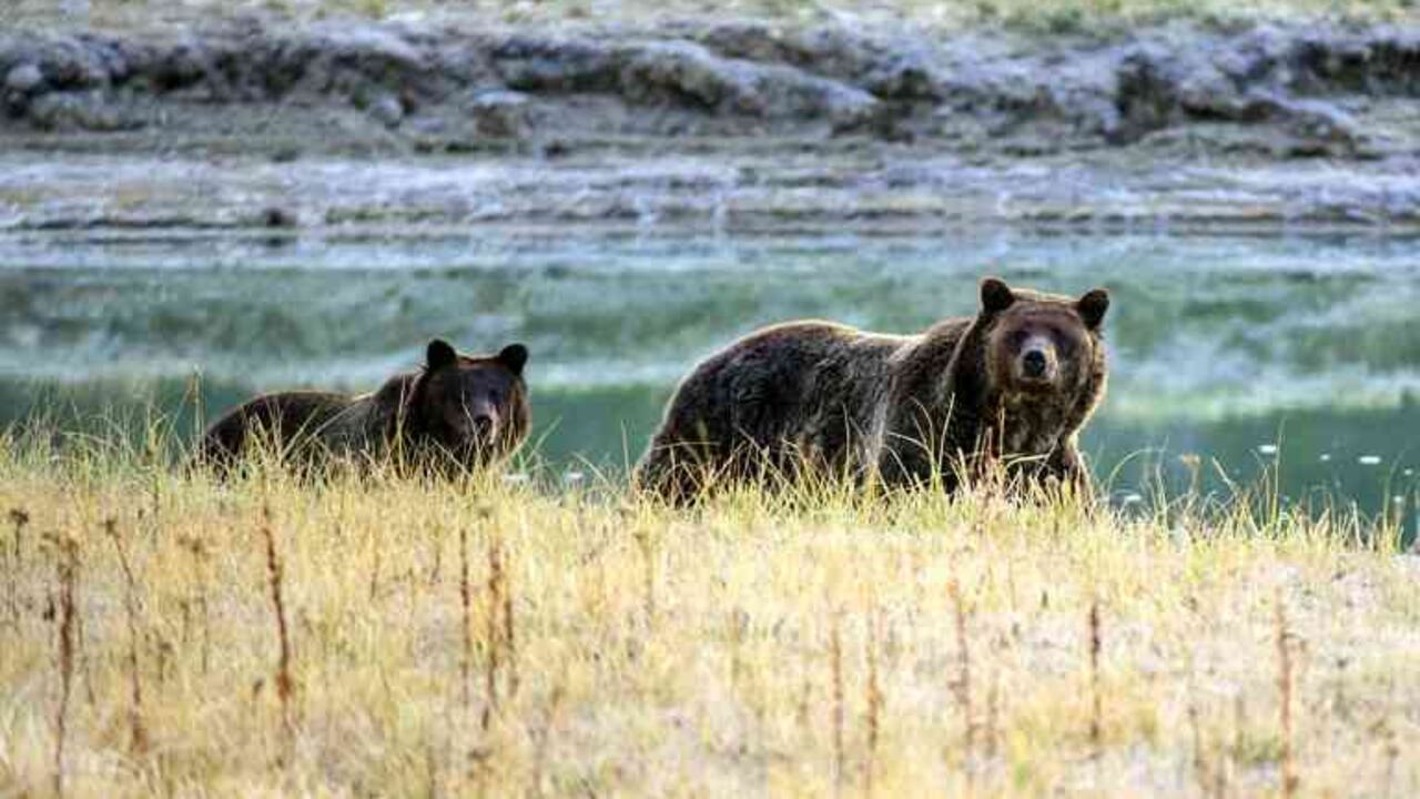 Una mamá osa grizzly y su cachorro pasean por el parque nacional Yellowstone. Foto: AFP/Archivos/KAREN BLEIER