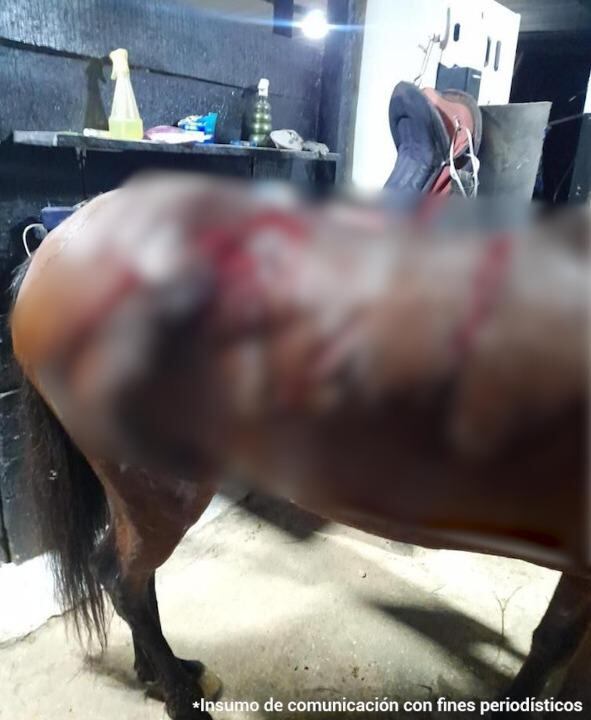 Yeferson Humberto González Quiroga sería el responsable de atacar con arma cortopunzante en 14 oportunidades a una yegua en estado de gestación.