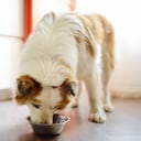 Perro comiendo