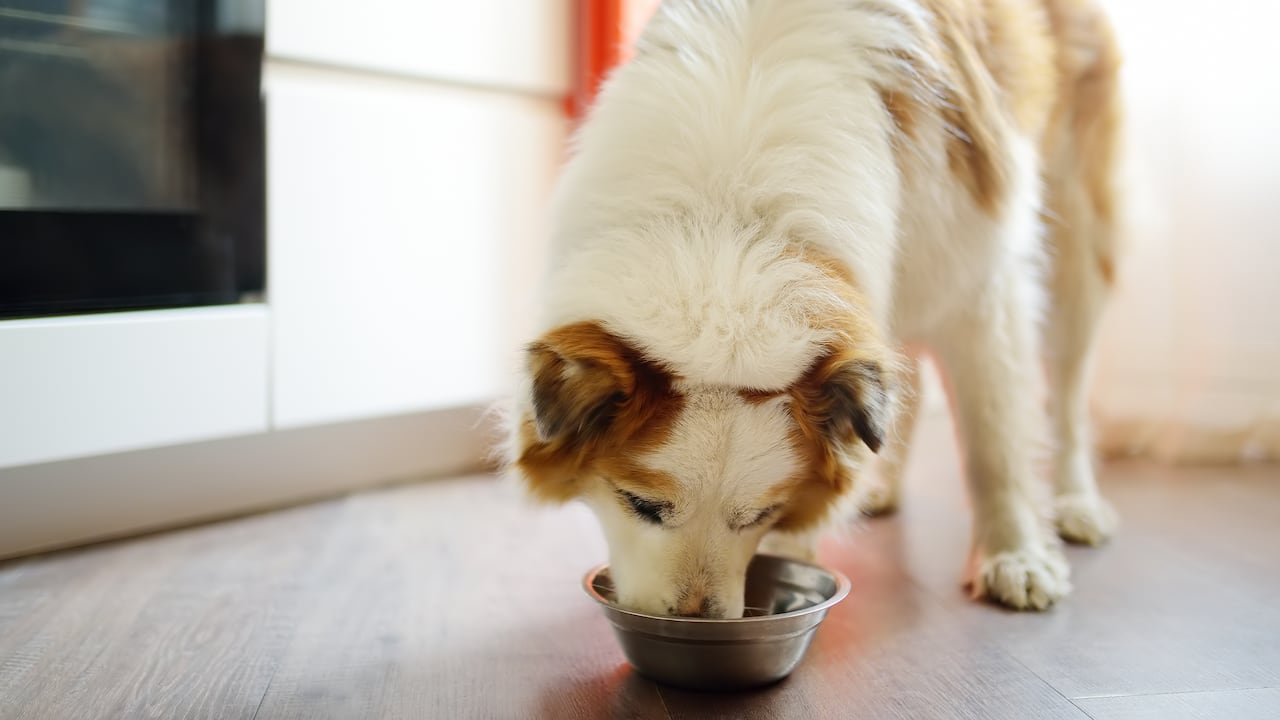 La alimentación de los perros debe ajustarse a su tamaño y edad.