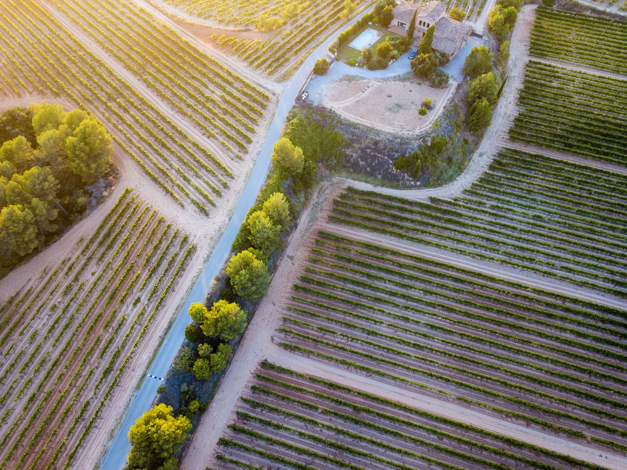 Este es el país con más viñedos en el mundo, ¿ya lo conoce?