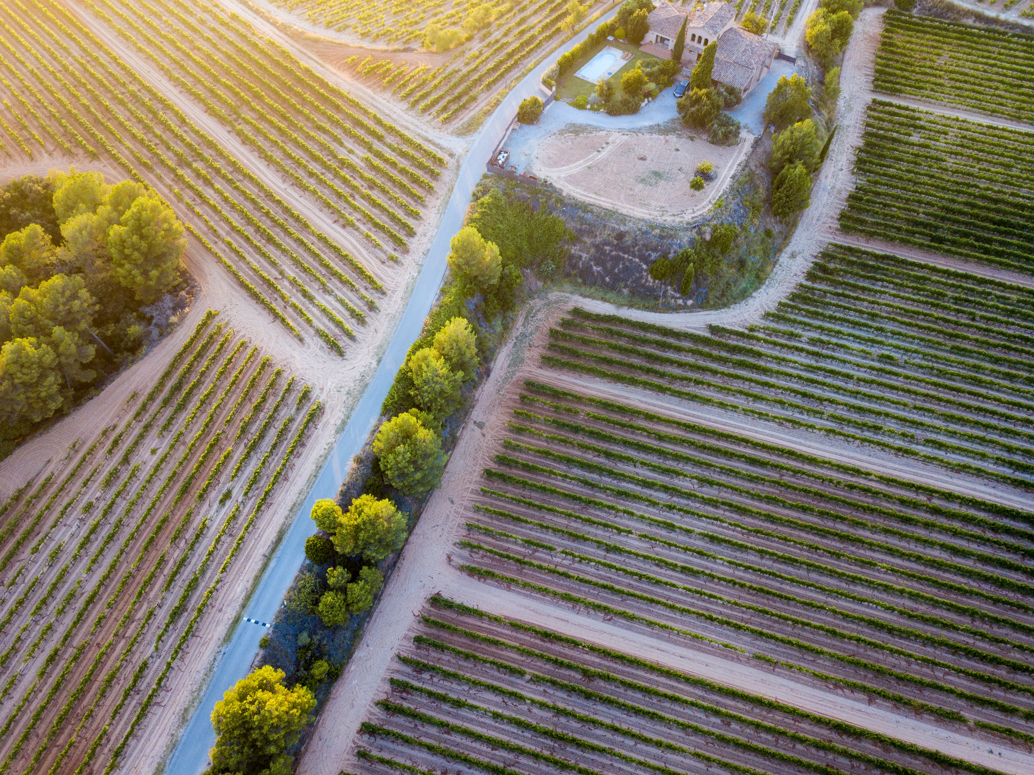 Este es el país con más viñedos en el mundo, ¿ya lo conoce?