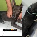 Caso de maltrato animal en Cartagena