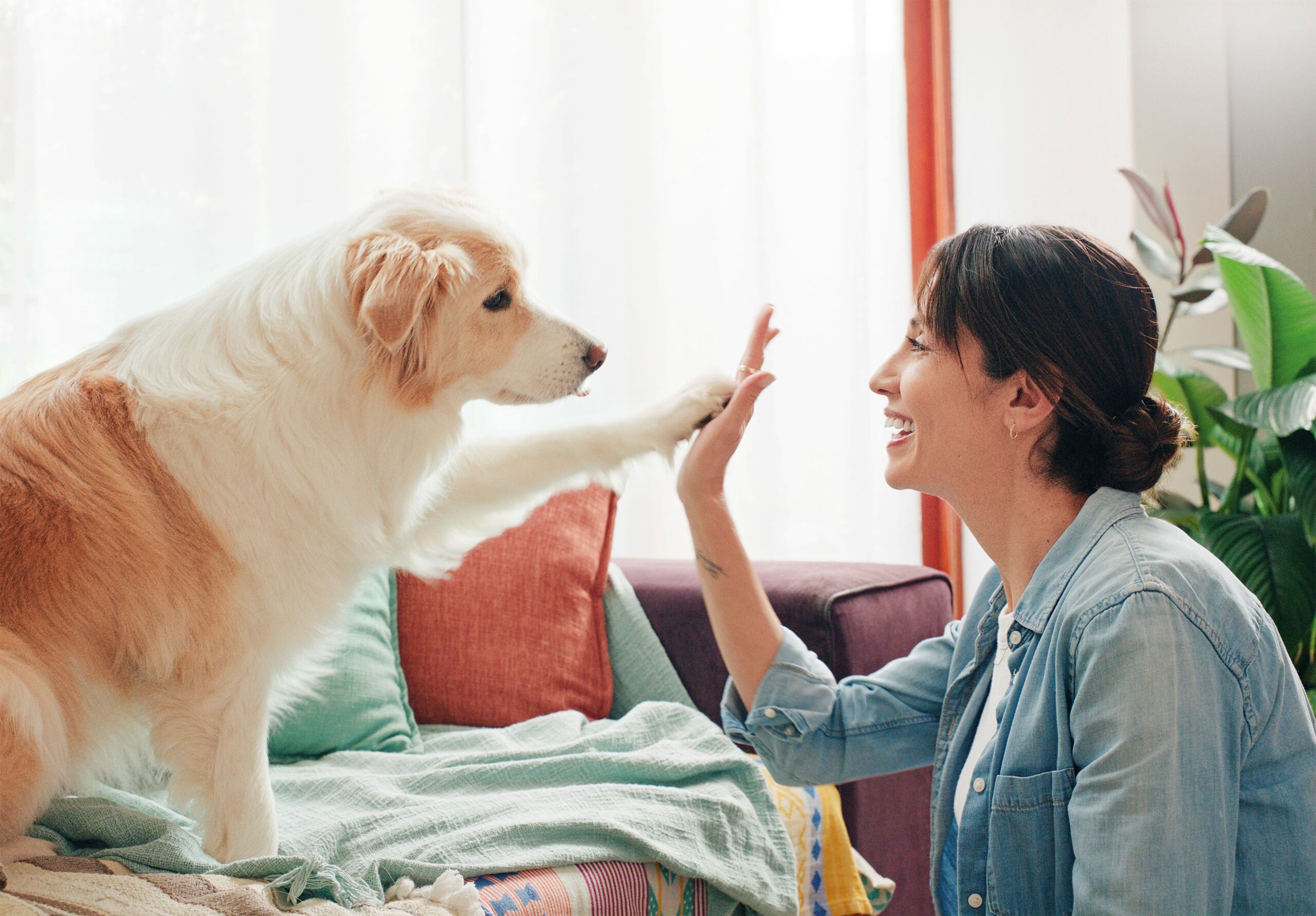 Ya es posible encontrar una oferta robusta de pólizas que permite asegurar a las mascotas del hogar.