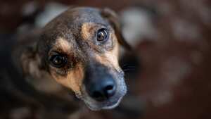 Caninantes: el programa que asiste a las mascotas de los migrantes venezolanos en la vía Bogotá-Girardot