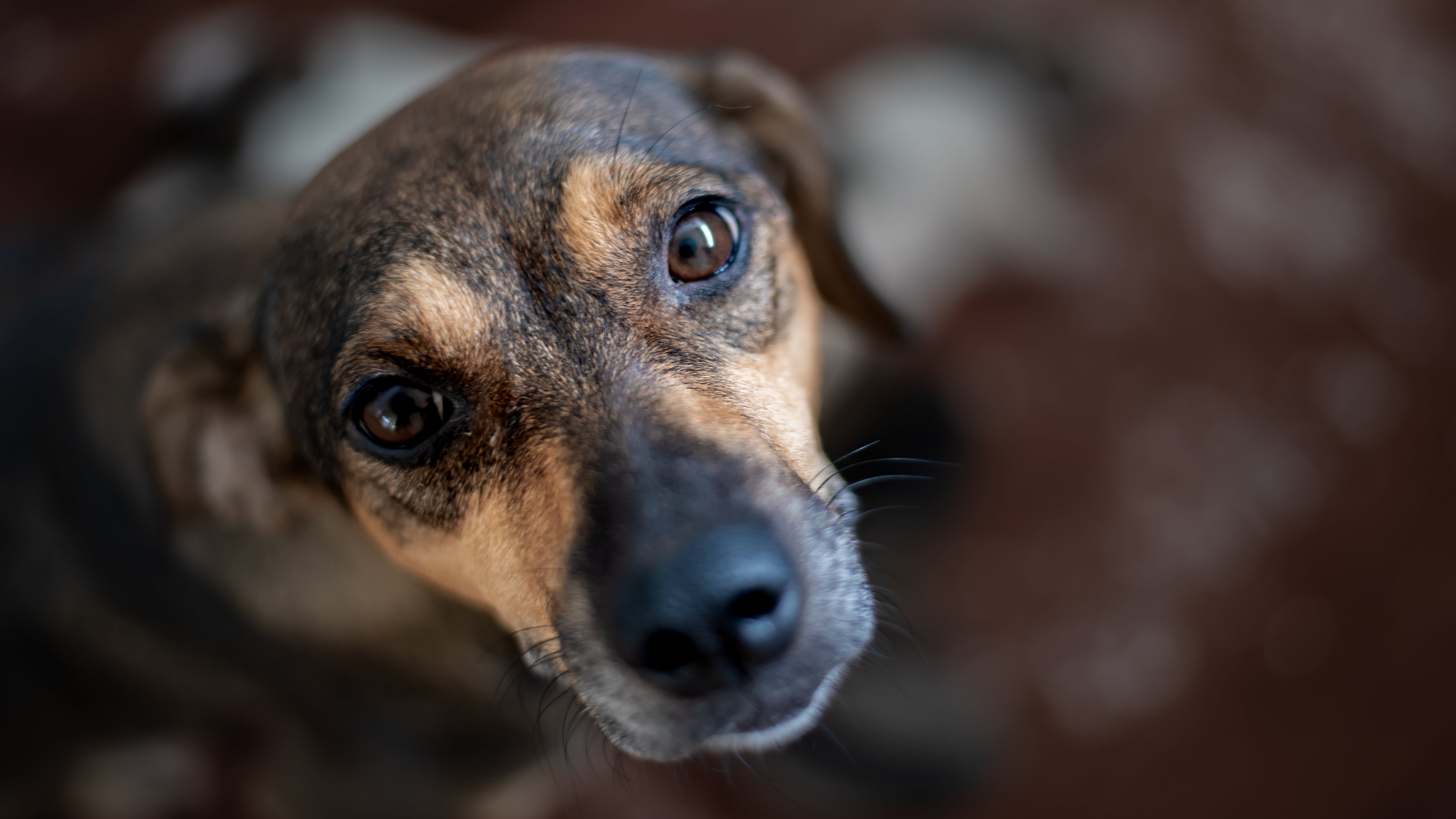 Caninantes: el programa que asiste a las mascotas de los migrantes venezolanos en la vía Bogotá-Girardot