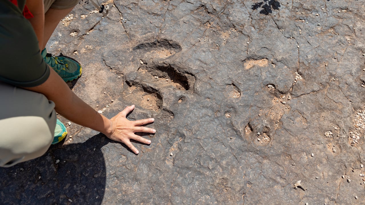 La huella mide 78 centímetros de longitud y 35 centímetros de grosor, por lo que su recuperación requirió maquinaria pesada.