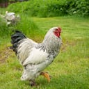 El hombre fue encontrado en un "charco de sangre". Imagen de referencia de la gallina.