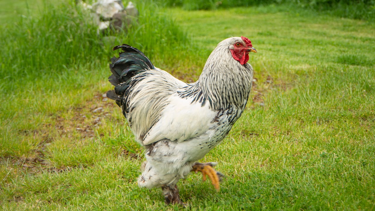 Confirman primeros casos de gripe aviar en Paraguay