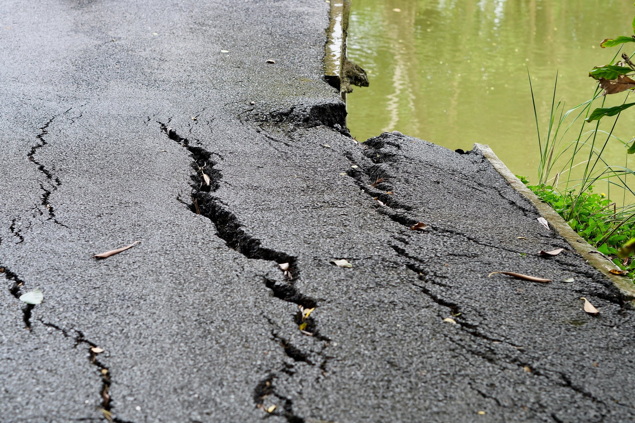 Los animales no predicen sismos: esto es lo que realmente perciben antes del temblor