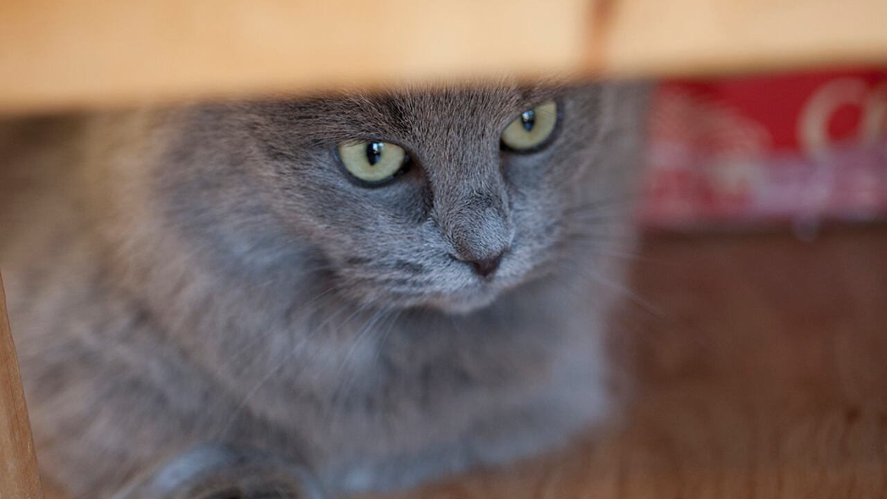 El rechazo se da, generalmente, porque en su lugar de nacimiento el gatito no fue tratado con amor.