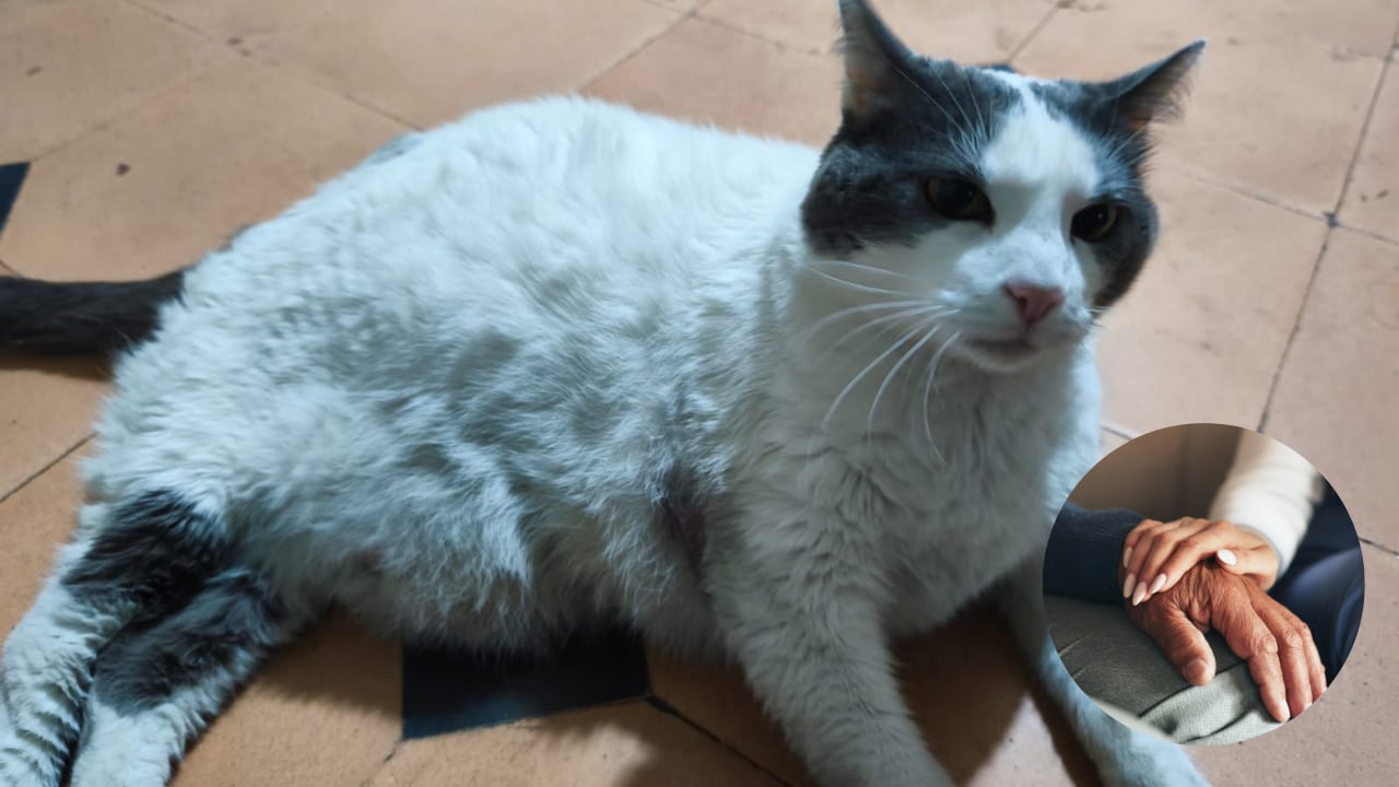 Un felino de 13 años espera una nueva oportunidad luego de perder a su cuidador de toda la vida.