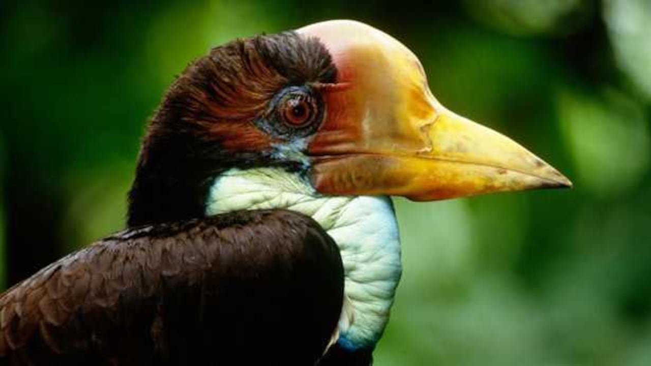 El cráneo del ave representa más del 10% de su peso.