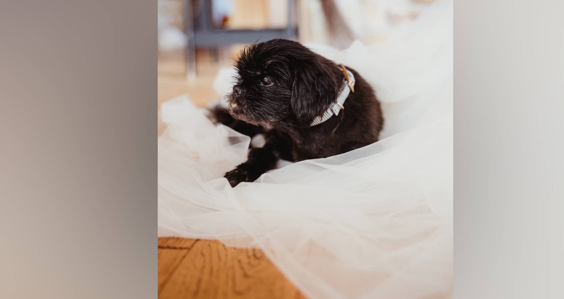 Imagen Facebook VCA VETERINARY EMERGENCY SERVICE & VETERINARY SPECIALTY CENTER